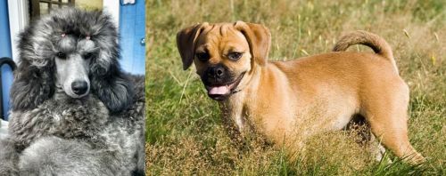Standard Poodle vs Puggle - Breed Comparison