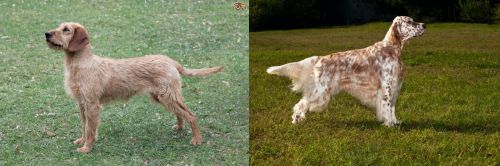 Styrian Coarse Haired Hound vs English Setter - Breed Comparison