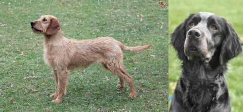 Styrian Coarse Haired Hound vs Picardy Spaniel - Breed Comparison