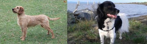 Styrian Coarse Haired Hound vs Stabyhoun - Breed Comparison