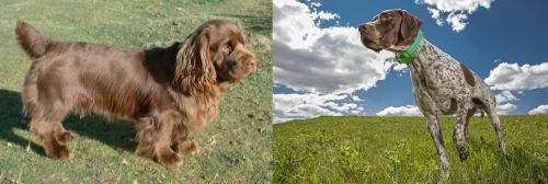 Sussex Spaniel vs Braque Francais (Pyrenean Type) - Breed Comparison