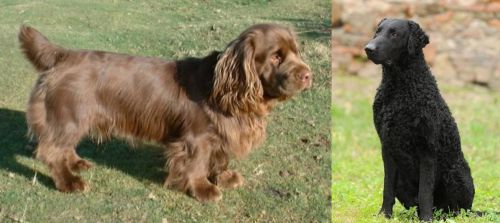 Sussex Spaniel vs Curly Coated Retriever - Breed Comparison