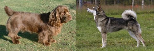 Sussex Spaniel vs East Siberian Laika - Breed Comparison