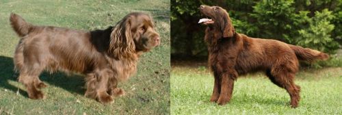 Sussex Spaniel vs Flat-Coated Retriever - Breed Comparison