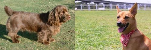 Sussex Spaniel vs Formosan Mountain Dog - Breed Comparison