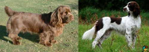 Sussex Spaniel vs French Spaniel - Breed Comparison
