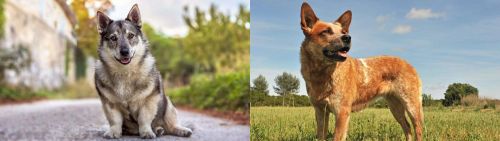 Swedish Vallhund vs Australian Red Heeler - Breed Comparison