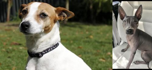 Tenterfield Terrier vs American Hairless Terrier - Breed Comparison