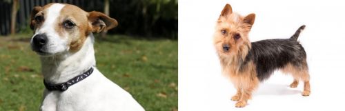 Tenterfield Terrier vs Australian Terrier - Breed Comparison