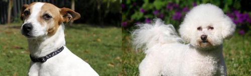 Tenterfield Terrier vs Bichon Frise - Breed Comparison