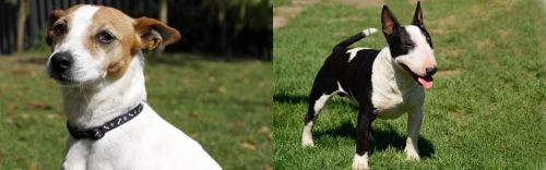 Tenterfield Terrier vs Bull Terrier Miniature - Breed Comparison