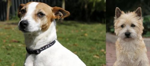 Tenterfield Terrier vs Cairn Terrier - Breed Comparison