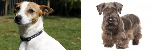 Tenterfield Terrier vs Cesky Terrier - Breed Comparison