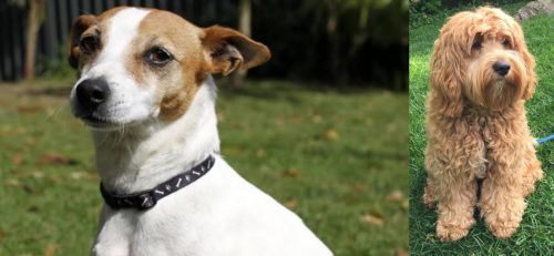 Tenterfield Terrier vs Cockapoo - Breed Comparison