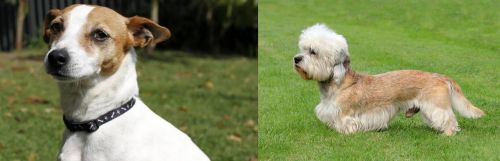 Tenterfield Terrier vs Dandie Dinmont Terrier - Breed Comparison