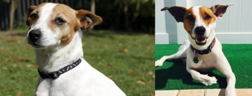 Tenterfield Terrier vs Feist - Breed Comparison