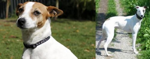 Tenterfield Terrier vs Kaikadi - Breed Comparison