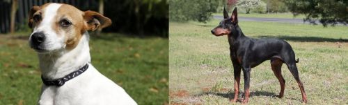 Tenterfield Terrier vs Manchester Terrier - Breed Comparison