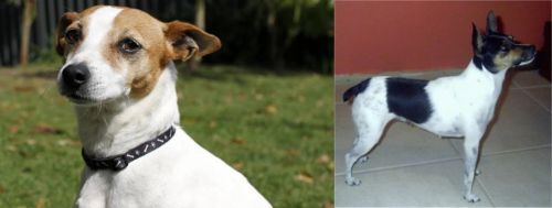Tenterfield Terrier vs Miniature Fox Terrier - Breed Comparison