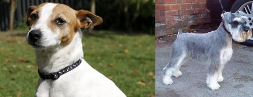 Tenterfield Terrier vs Miniature Schnauzer - Breed Comparison