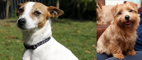 Tenterfield Terrier vs Norfolk Terrier - Breed Comparison