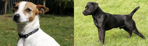Tenterfield Terrier vs Patterdale Terrier - Breed Comparison
