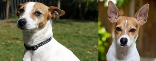 Tenterfield Terrier vs Rat Terrier - Breed Comparison