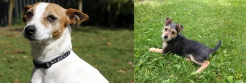 Tenterfield Terrier vs Schnorkie - Breed Comparison