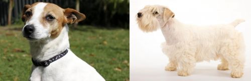 Tenterfield Terrier vs Sealyham Terrier - Breed Comparison