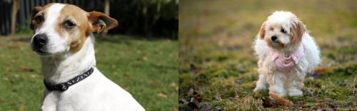 Tenterfield Terrier vs West Highland White Terrier - Breed Comparison