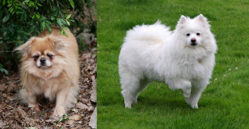 Tibetan Spaniel vs American Eskimo Dog - Breed Comparison