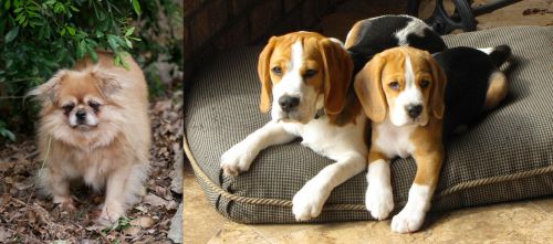Tibetan Spaniel vs Beagle - Breed Comparison