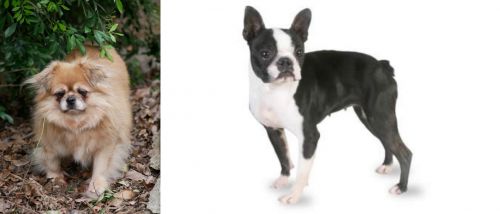 Tibetan Spaniel vs Boston Terrier - Breed Comparison
