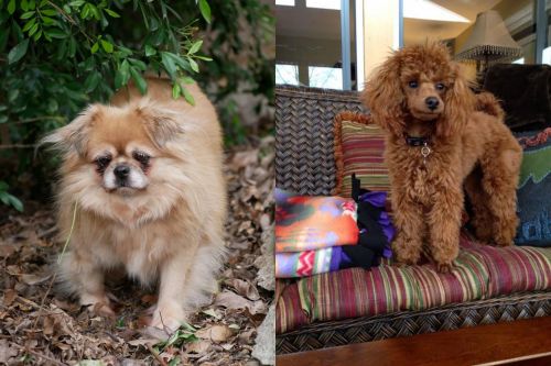 Tibetan Spaniel vs Miniature Poodle - Breed Comparison