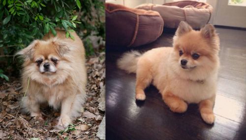 Tibetan Spaniel vs Pomeranian - Breed Comparison