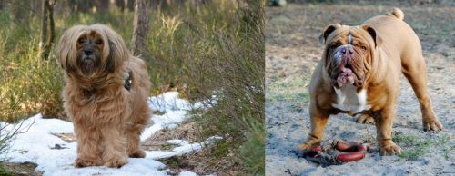Tibetan Terrier vs Australian Bulldog - Breed Comparison