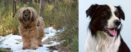 Tibetan Terrier vs Border Collie - Breed Comparison