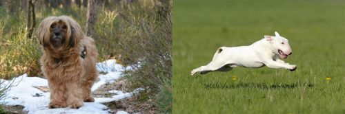 Tibetan Terrier vs Bull Terrier - Breed Comparison