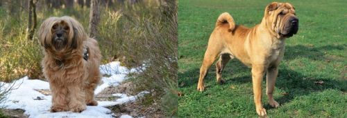 Tibetan Terrier vs Chinese Shar Pei - Breed Comparison