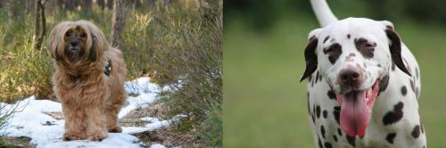 Tibetan Terrier vs Dalmatian - Breed Comparison