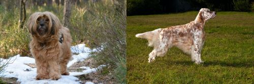 Tibetan Terrier vs English Setter - Breed Comparison
