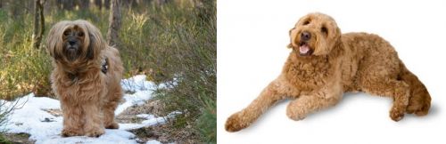 Tibetan Terrier vs Golden Doodle - Breed Comparison