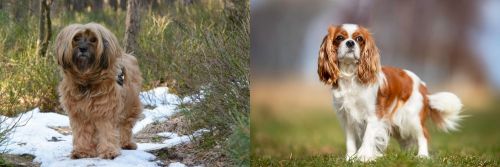 Tibetan Terrier vs King Charles Spaniel - Breed Comparison