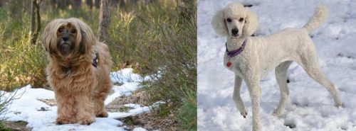 Tibetan Terrier vs Poodle - Breed Comparison