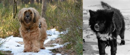 Tibetan Terrier vs Sakhalin Husky - Breed Comparison