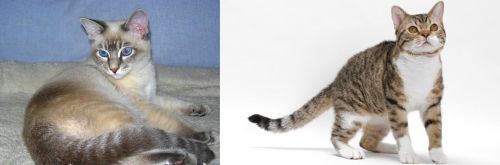 Tiger Cat vs American Wirehair - Breed Comparison