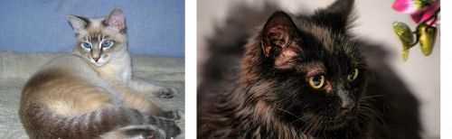 Tiger Cat vs Chantilly/Tiffany - Breed Comparison