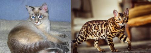 Tiger Cat vs Cheetoh - Breed Comparison