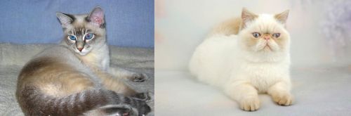 Tiger Cat vs Exotic Shorthair - Breed Comparison