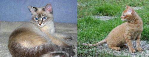 Tiger Cat vs German Rex - Breed Comparison